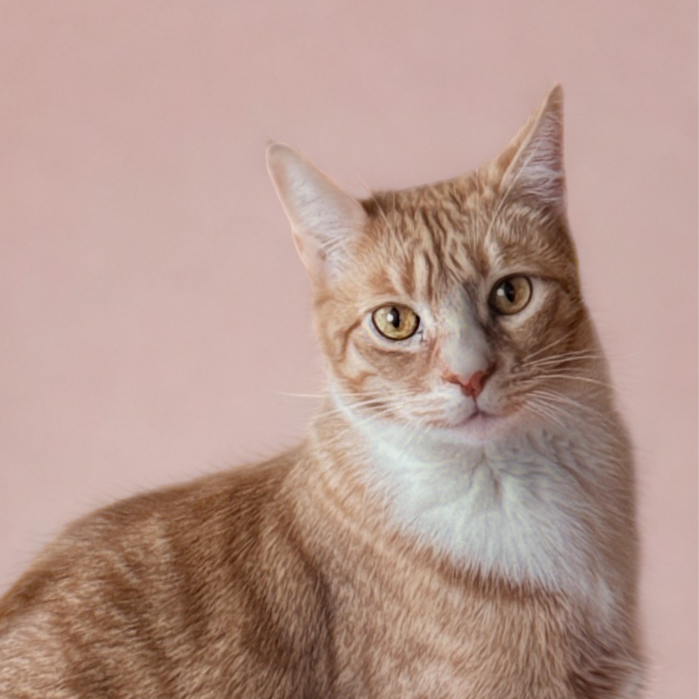 Charlie Brown the cat headshot