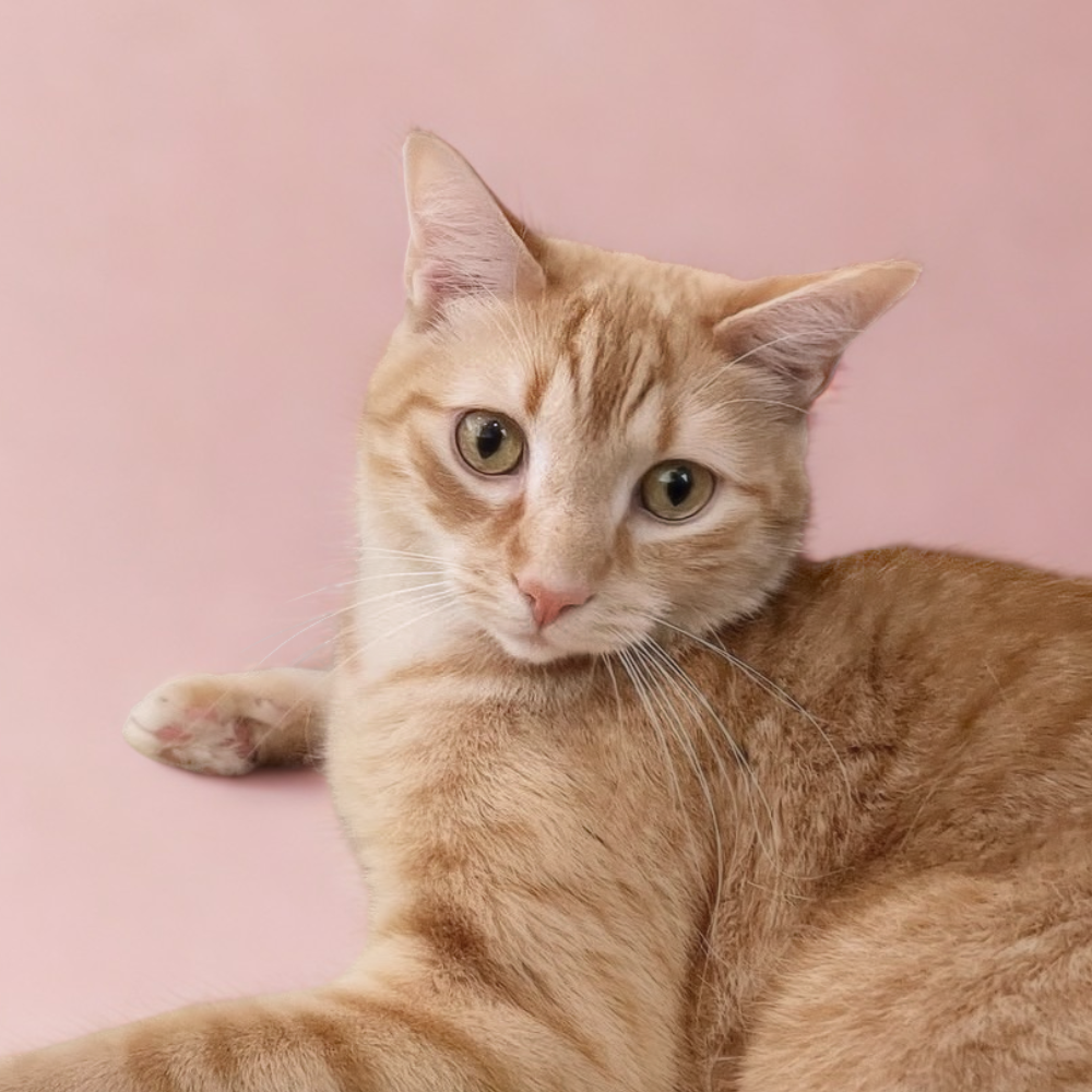 Lukey the cat headshot